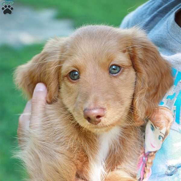 Steve Rogers, Dachshund Puppy